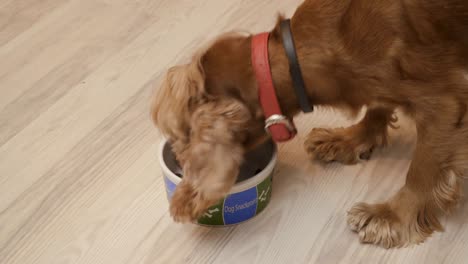 spaniel eat a dry food