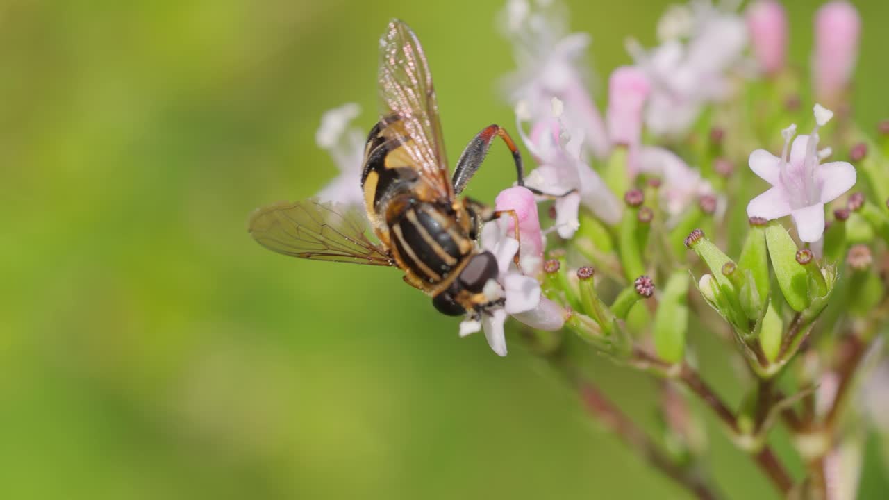 Helophilus pendulus - европейская летучая муха