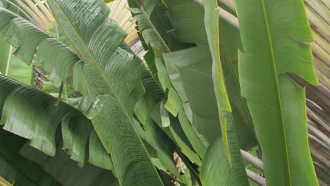 textura de hoja de plátano mientras llueve en verano