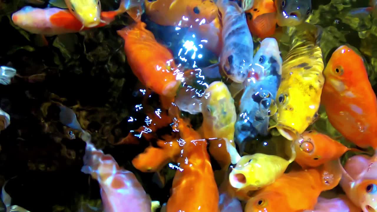 수족관에 있는 다채로운 열대어