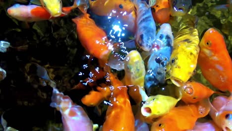 coloridos peces tropicales en el acuario