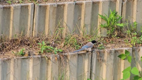 azure-winged magpie, cyanopica cyanus, bird foraging small insects in grass jumping and searching