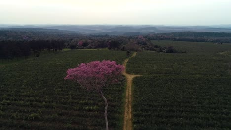 Solitary-pink-lapacho-tree-standing-alone-in-the-midst-of-a-plantation-at-dawn,-capturing-the-serene-and-enchanting-ambiance-of-the-early-morning-in-the-South-American-countryside