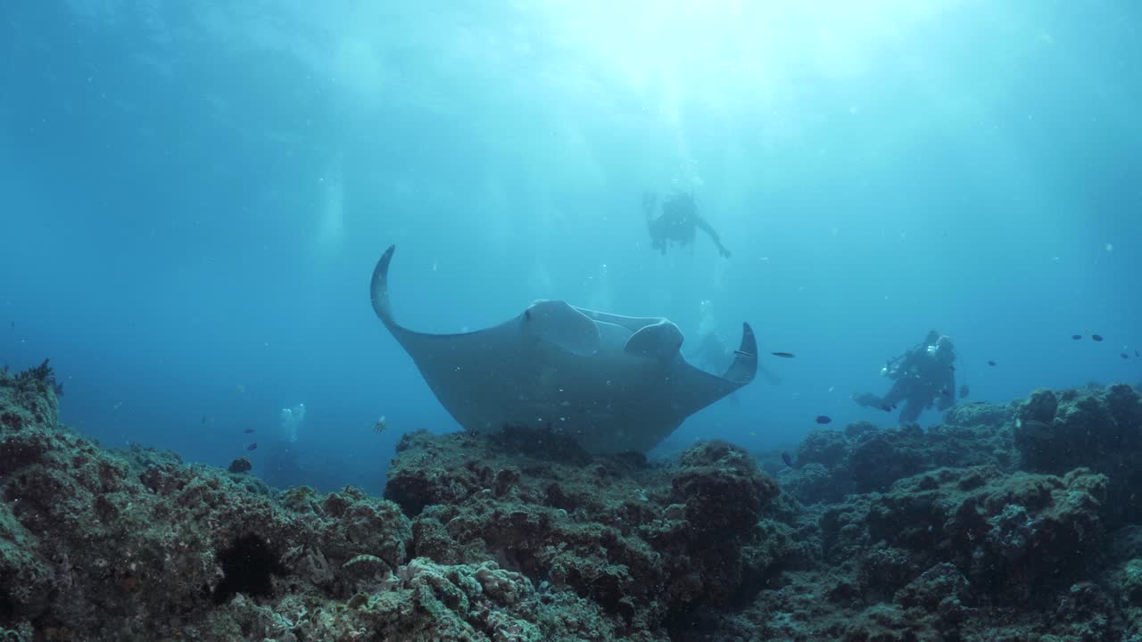 A large Manta Ray hovers above a tropical reef surrounded by scuba divers with sunbeams shining through the clear blue ocean water