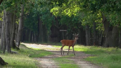 un ciervo joven pasando por un claro en el bosque y deja la cámara lenta