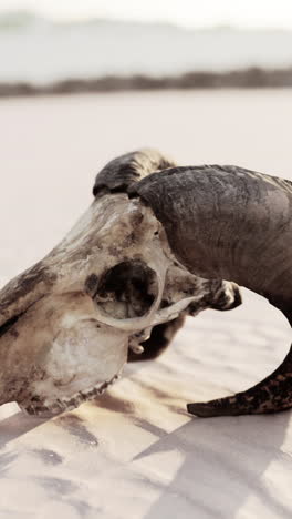 animal skull in the desert