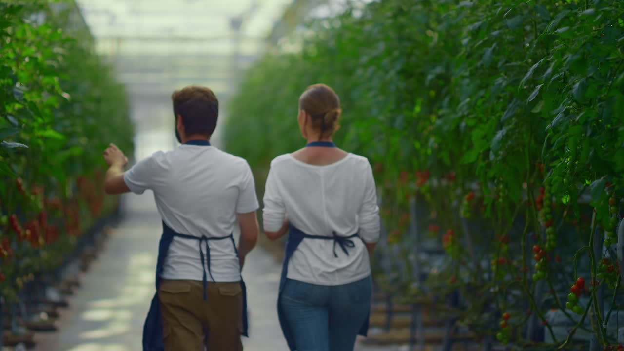 전문 농학자 들 이 온실 에서 녹색 토마토 농장 을 점검 하고 있다