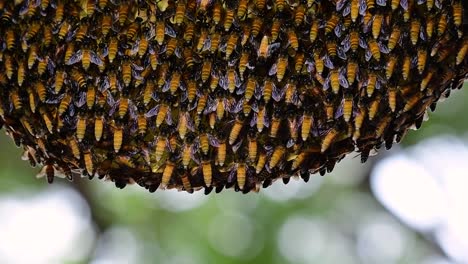 Se-Sabe-Que-Las-Abejas-Melíferas-Gigantes-Construyen-Grandes-Colonias-De-Nidos-Con-Bolsillos-Simétricos-Hechos-De-Cera-Para-Almacenar-Miel-Como-Fuente-De-Alimento.