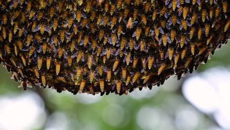 se sabe que las abejas melíferas gigantes construyen grandes colonias de nidos con bolsillos simétricos hechos de cera para almacenar miel como fuente de alimento.