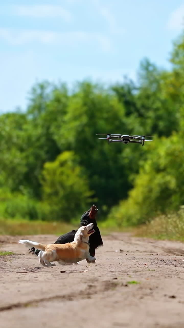 Domestic animals concept. Small dogs breeds playing with dron outside. Video of funny dogs` playing. Summer nature background. Vertical video