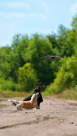 domestic animals concept. small dogs breeds playing with dron outside. video of funny dogs` playing. summer nature background. vertical video