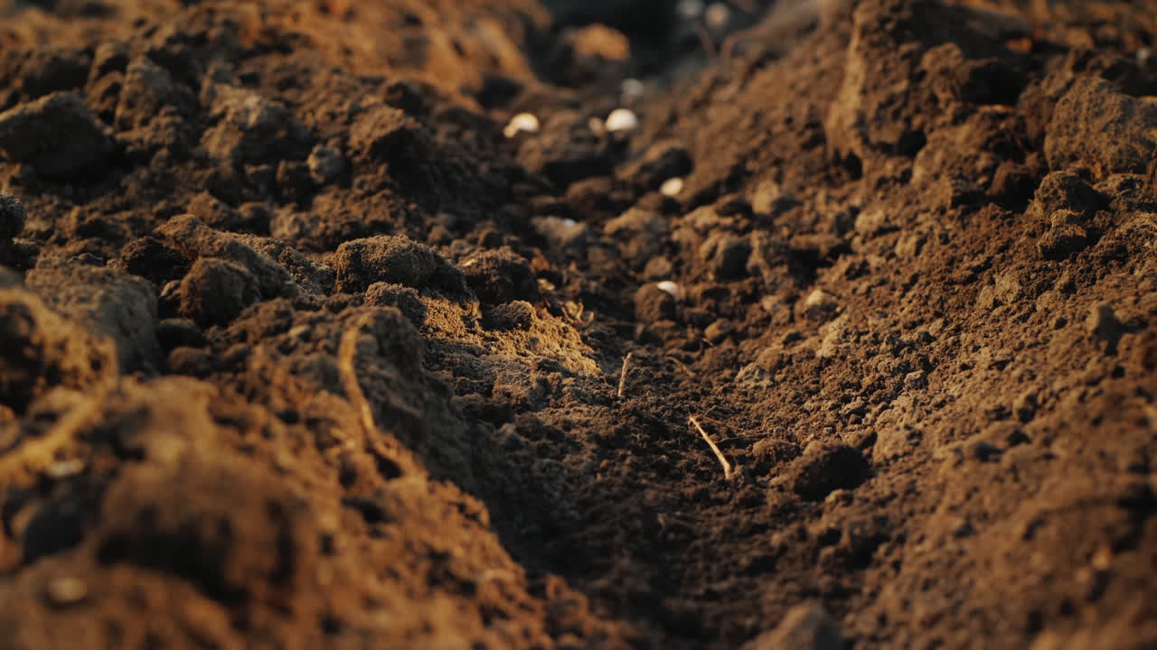 las semillas caen en la tierra el comienzo de una nueva vida