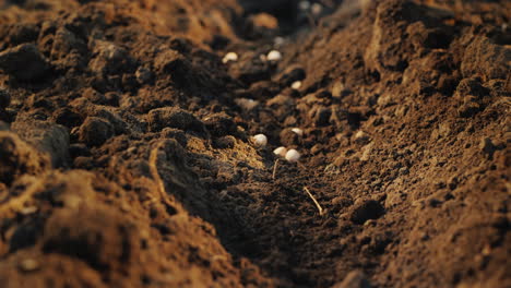 seeds fall into the ground the beginning of a new life