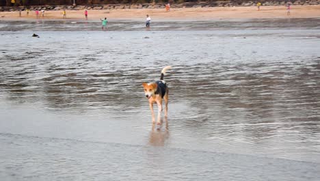 Ein-Sehr-Fröhlicher-Und-Verspielter-Junger-Streunender-Hund,-Der-Am-Strand-Von-Mumbai-Auf-Die-Wellen-Zuspringt-Und-Rennt-|-Junger-Indischer-Streunender-Hund,-Der-Glücklich-In-Fröhlicher-Stimmung-Am-Strand-Spielt