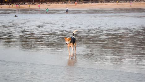 a very happy and playful young stray dog jumping and running towards waves on beach in mumbai | young indian stray dog happy in joyful mood playing on beach