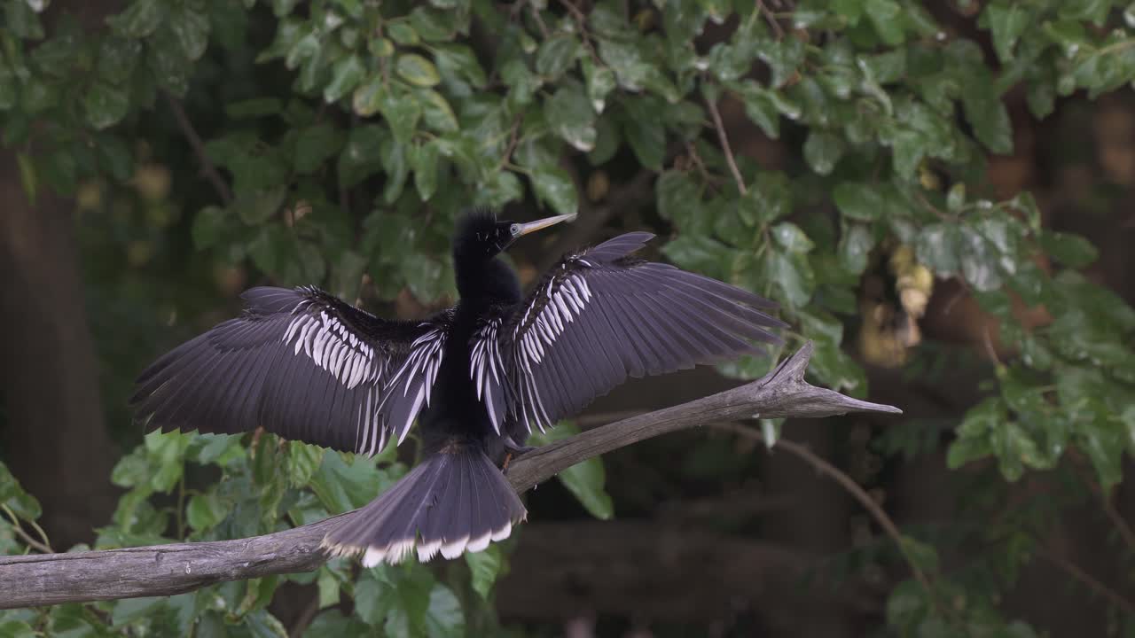 Close up of a black anhinga bird drying its wings wide open while standing on a branch in its natural habitat