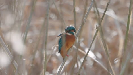 common kingfisher clinging on bush looking down in river and waiting to catch fish