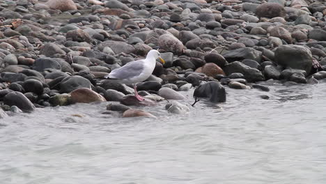 seagull stands on a rock by glacial river pecking at food in the water