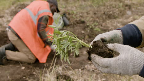 Close-up-view-of-the-hands-of-ecologist-activist-holding-a-small-tree-in-the-forest