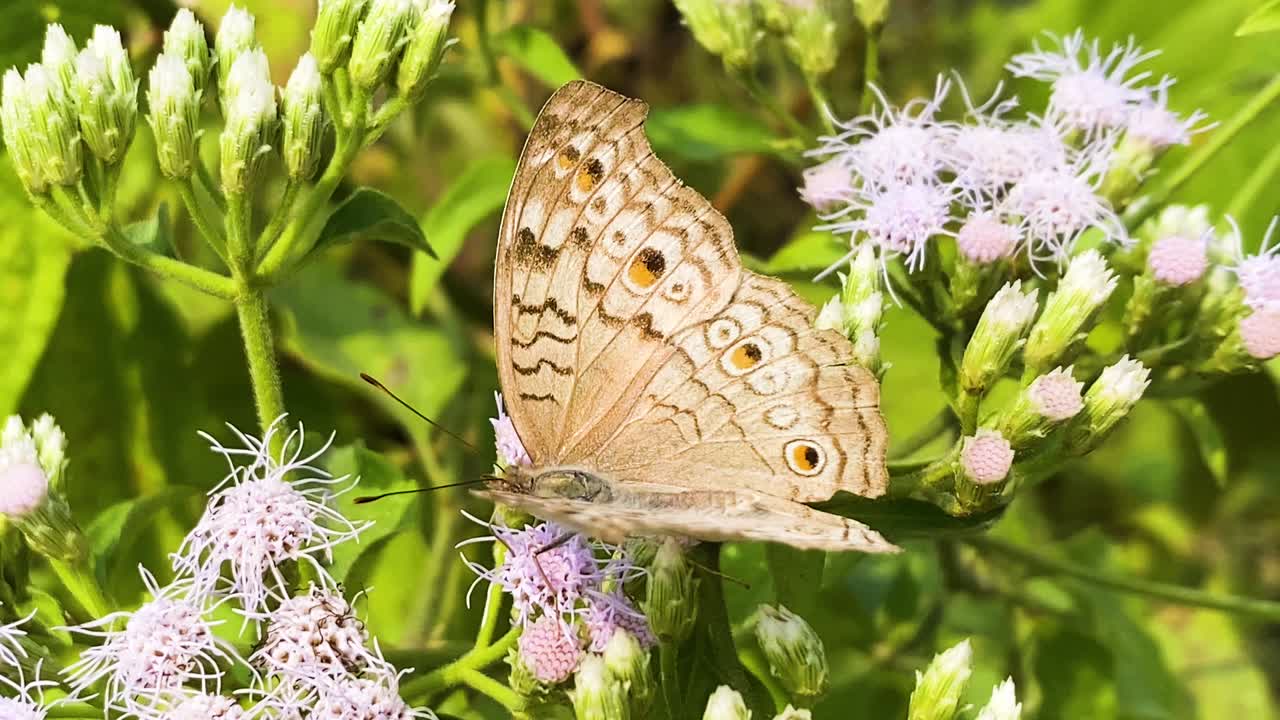 Primanera soleggiata. Primo piano di una farfalla pansè grigia su fiori di erba siamese