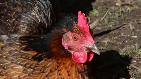 a chicken dozing in early spring sunshine. uk