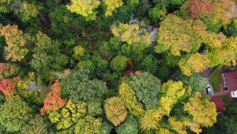 drone orbits fall canopy with pine trees