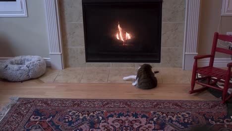 pet cat grooming its fur by a warm fireplace