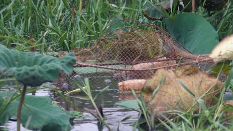 close up of a fishing trap among the lotus plants