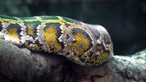 burmese python body