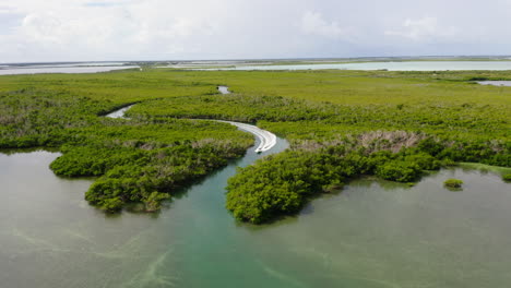 aerial descending shot of fast driving boat on water surface in mangrove forest