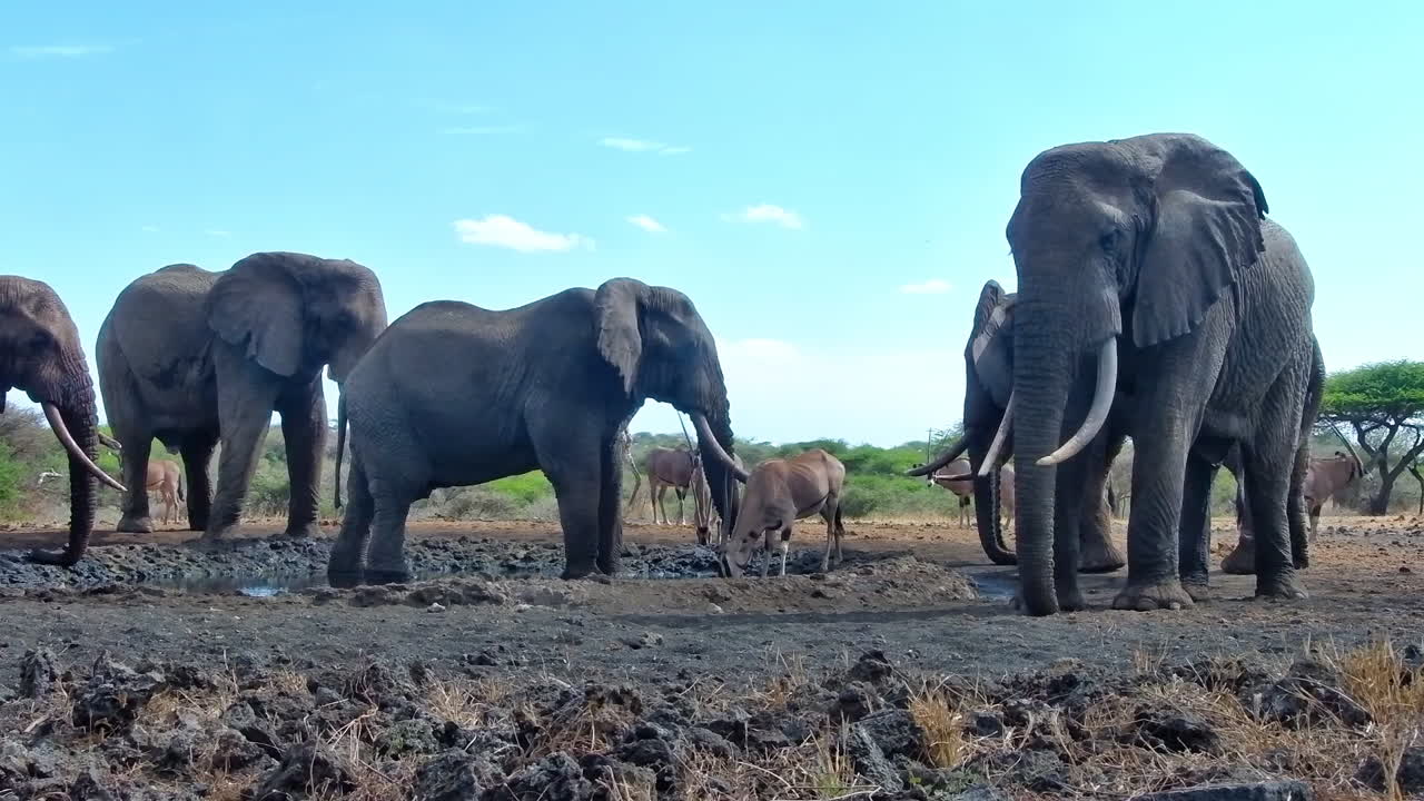 A medium-wide shot, Gemsbok Oryx drinks at a muddy watering hole, surrounded by African elephants