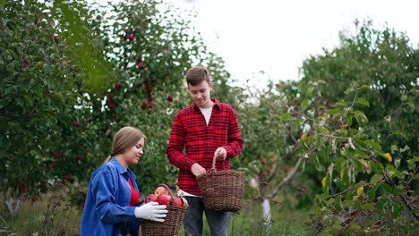 happy woman and teenage boy are happy about the crops of apples in the garden. boy takes apples from his basket and gives them to a woman.