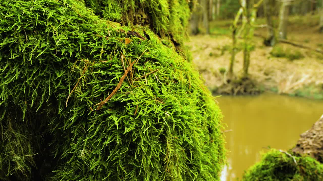 Primo piano di un ramo coperto di muschio, fiume Riva sullo sfondo, giornata primaverile soleggiata, ripresa a mano con movimento verso sinistra.