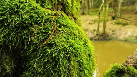 Close-up-of-moss-covered-branch,-Riva-river-in-background,-sunny-spring-day,-handheld-shot-moving-left