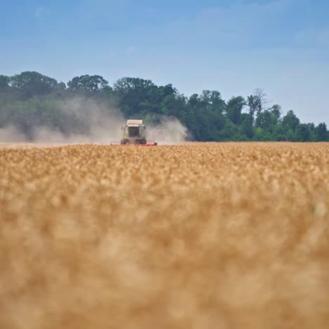 Vast field of ripe wheat being mowed by the harvester. Combine machine moving in the dusty clouds in the farmland. Wheat field close up blurred