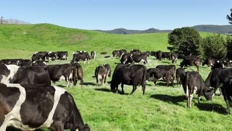 close up view of large herd of fresian dairy cows grazing on sunny hillside meadow