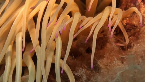 small crab hiding on foot of sea anemone in mediterranean sea