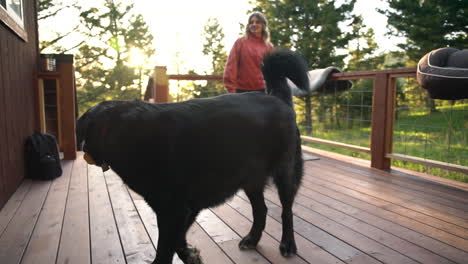 Labrador-Negro-Agarrando-Un-Patito-De-Goma-Chirriante-De-Juguete-Montana