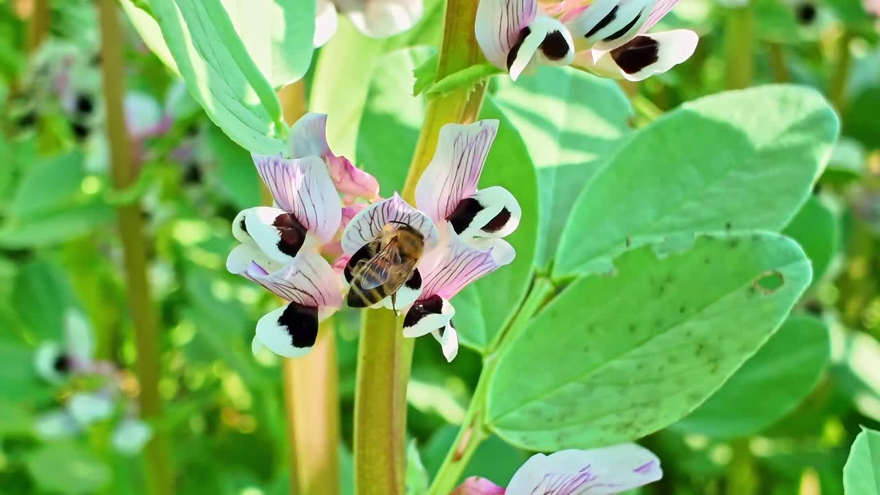 Honey bee actively gathers nectar from purple and white broad bean flower in bright sunlight. Close-up, pollination