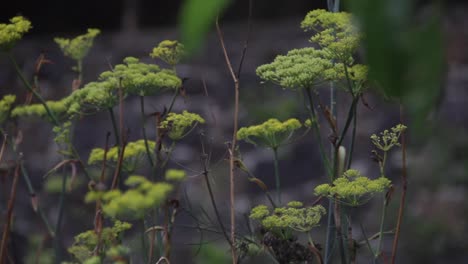 Pflanze-Mit-Dünner-Und-Grüner-Blume