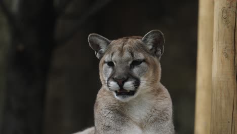 close-up portraits of a puma