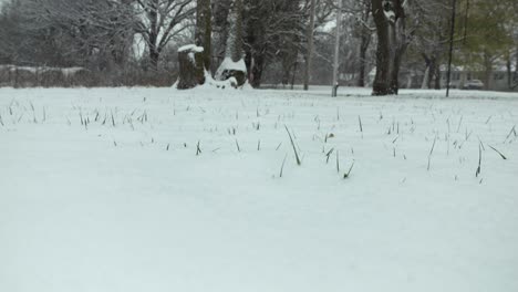 snow covers the ground in winter storm as slow motion snowflakes cover the ground