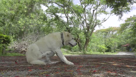 perro sentado y rascándose en el camino