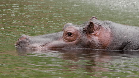 Nilpferdkopf-über-Der-Wasseroberfläche-Des-Sees.-Nahaufnahme