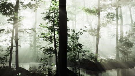misty morning light dances through trees in a serene forest landscape