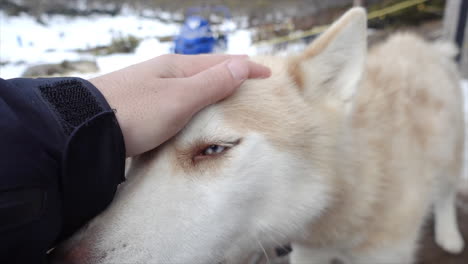 Rescue-Husky,-Der-Als-Schlittenhund-Arbeitet,-Genießt-Streicheleinheiten,-Während-Er-Sich-Ausruht