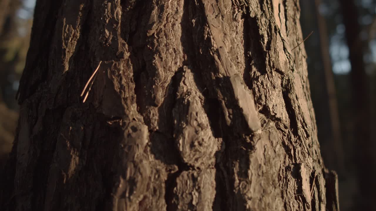 Close up shot of giant tree bark lighting in sun at forest, orbiting