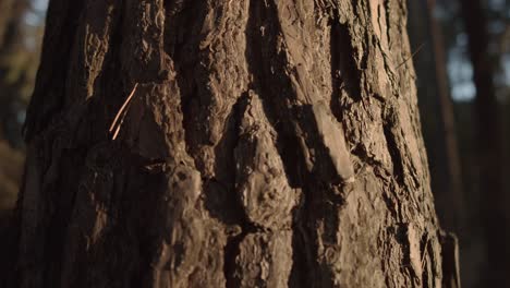 Close-up-shot-of-giant-tree-bark-lighting-in-sun-at-forest,-orbiting