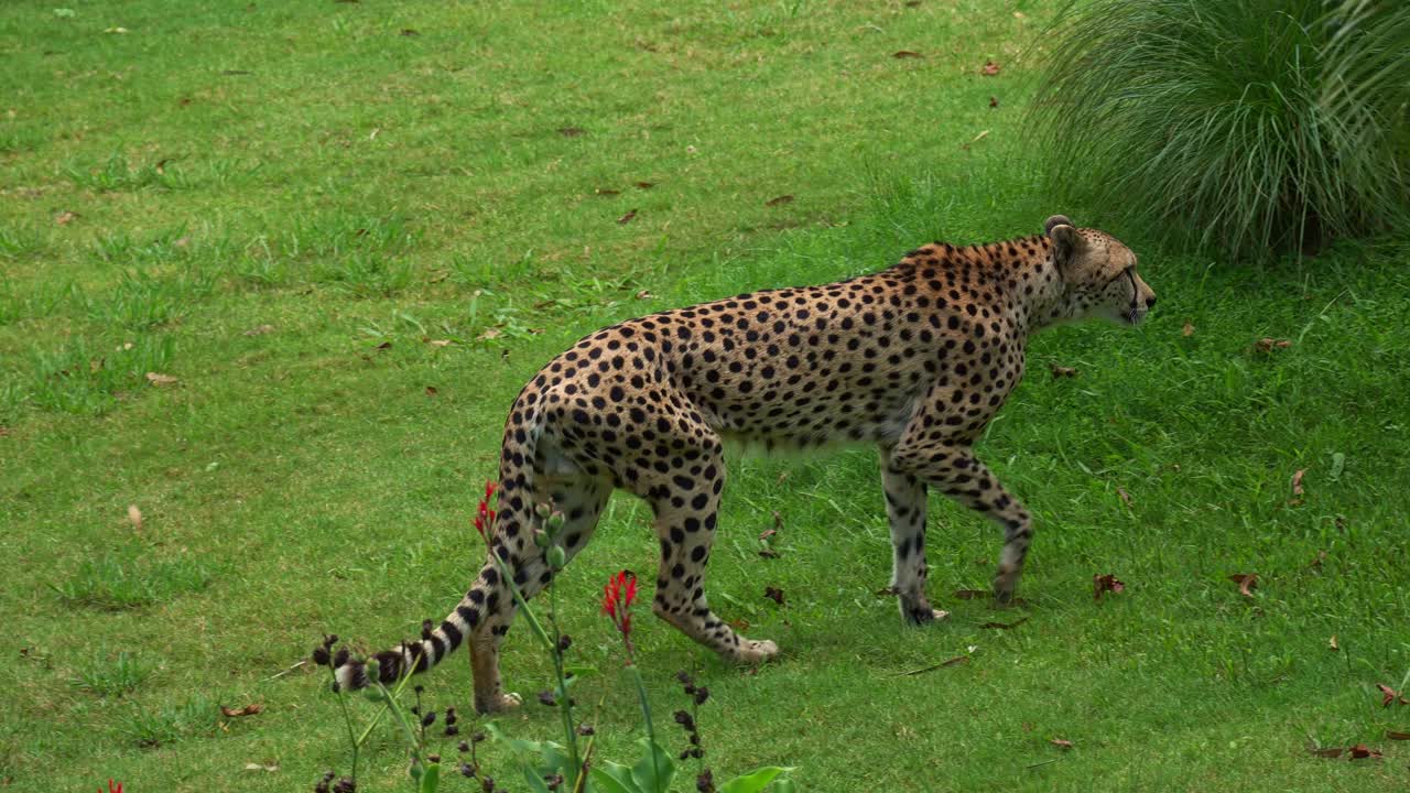 Close-up de um Guepardo-africano (Acinonyx jubatus) andando sorrateiramente no campo aberto e inspecionando os arredores