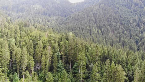 Serene-pine-tree-forest-in-Swiss-mountains,-aerial